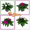 Bild von Impatiens Sun Patiens P13 Divers